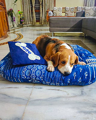 Pet Bed by Purkul