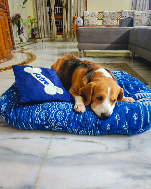 Pet Bed by Purkul