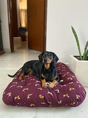 Pet Bed by Purkul